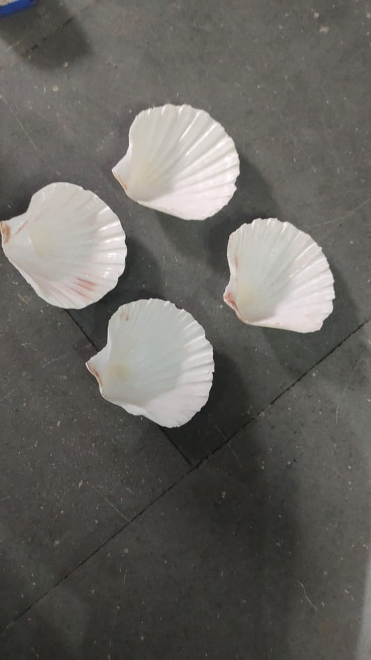 White Sea shell