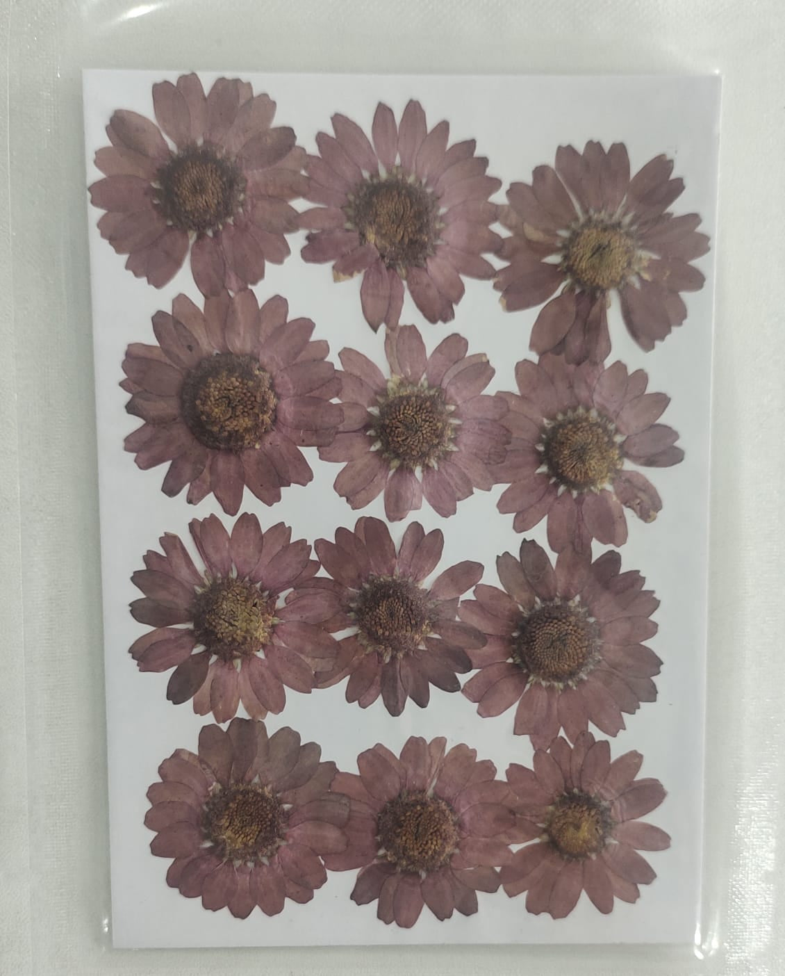 Pressed Flower _45