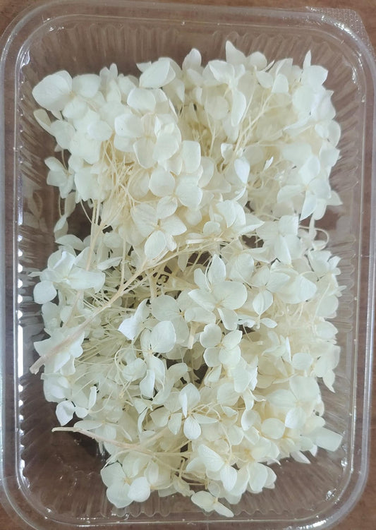 Hydra Off White Dry Flower Box_