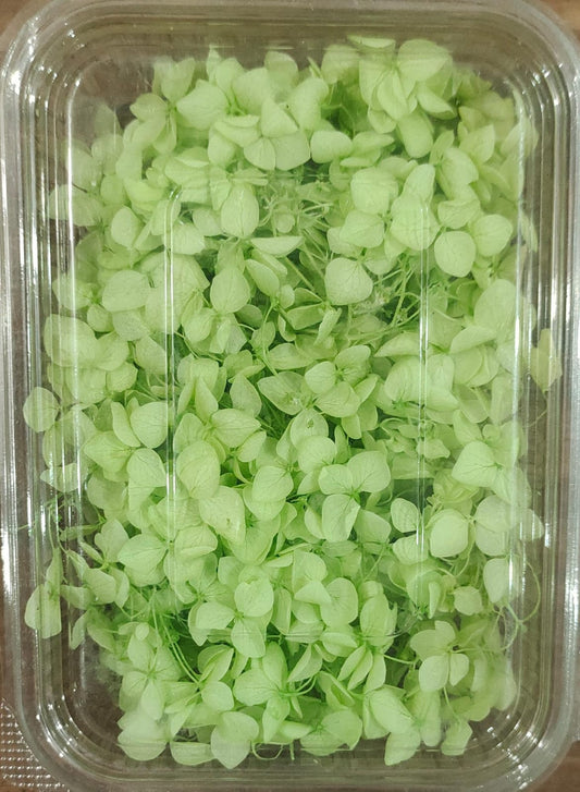 Hydra Mint Green Dry Flower Box