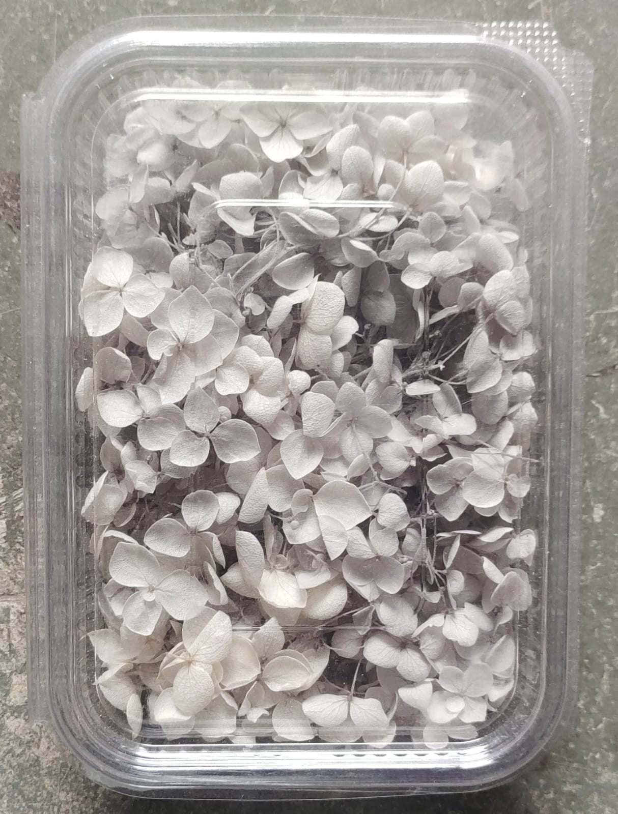 Hydra Gray Dry Flower Box