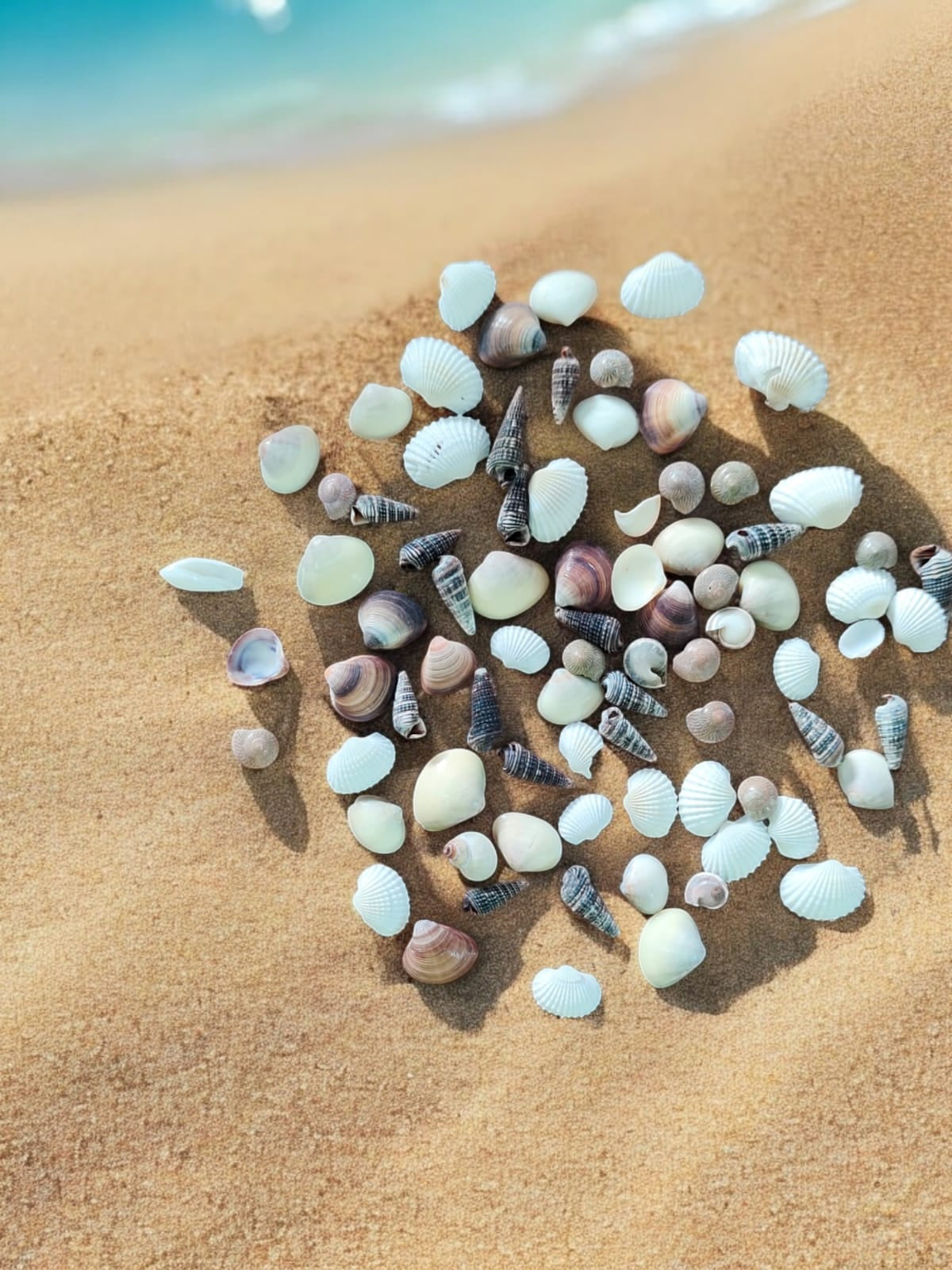 Sea Shell - 9