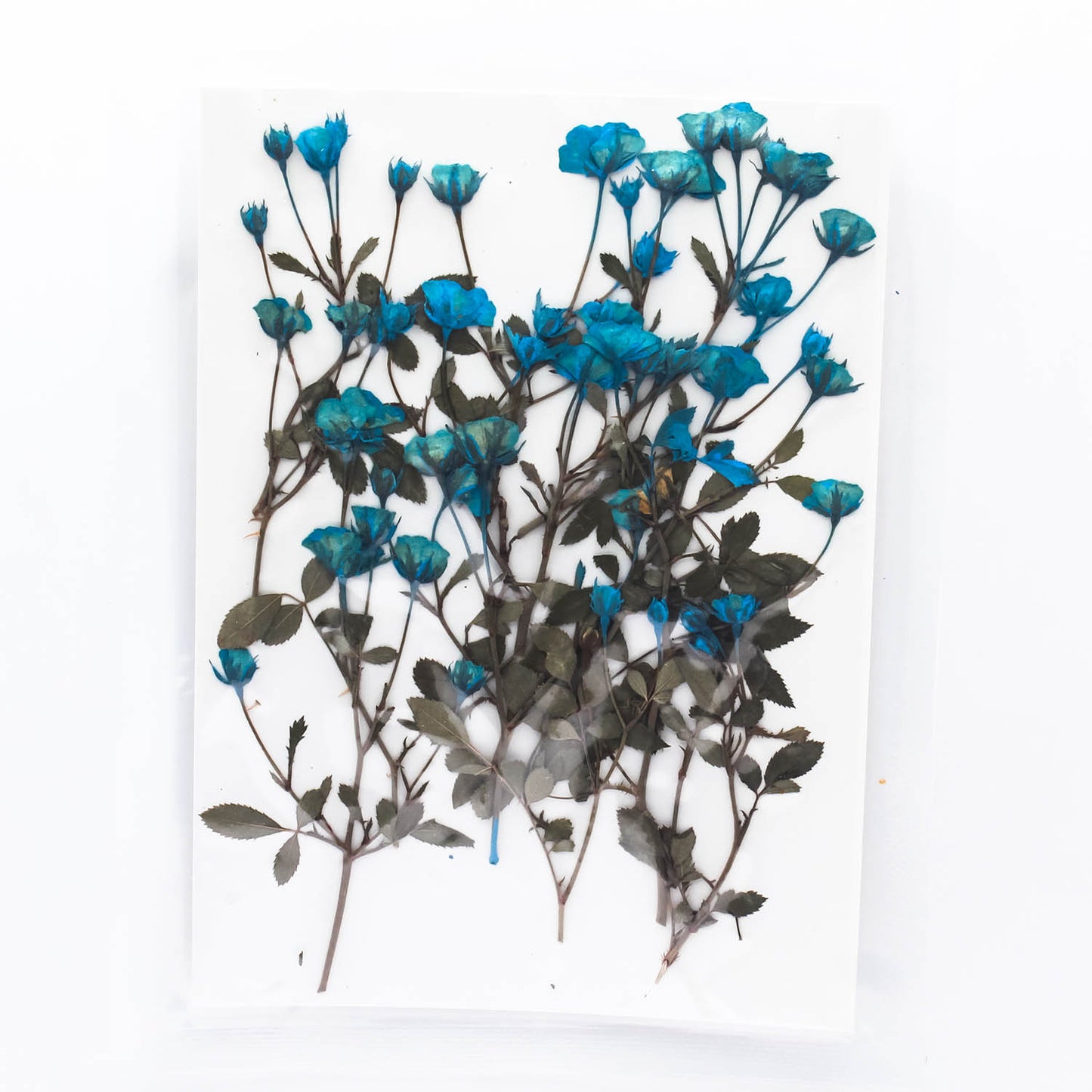 Mini Pressed Roses_01