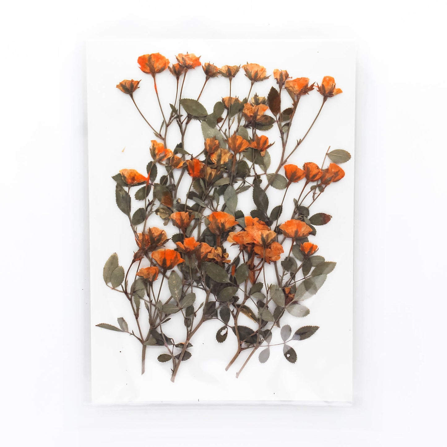 Mini Pressed Roses_03