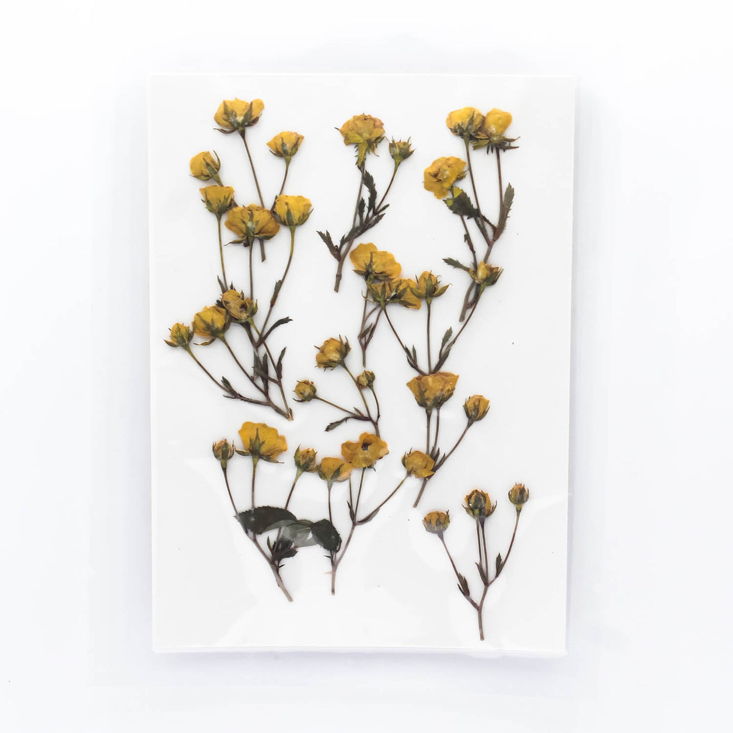 Mini Pressed Roses_11