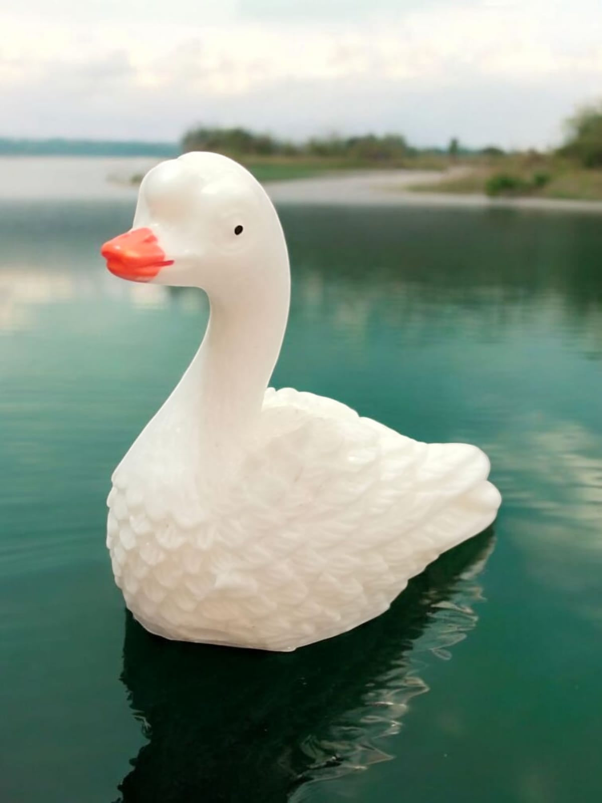 Swan_03