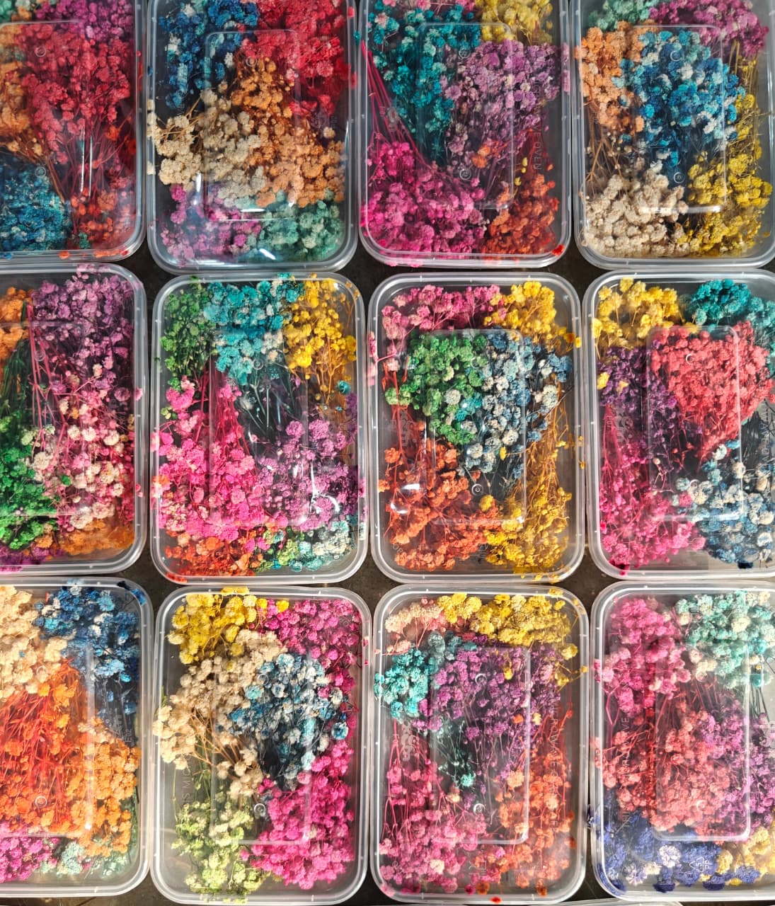 Baby Breath Multi Color (Pack of 3)