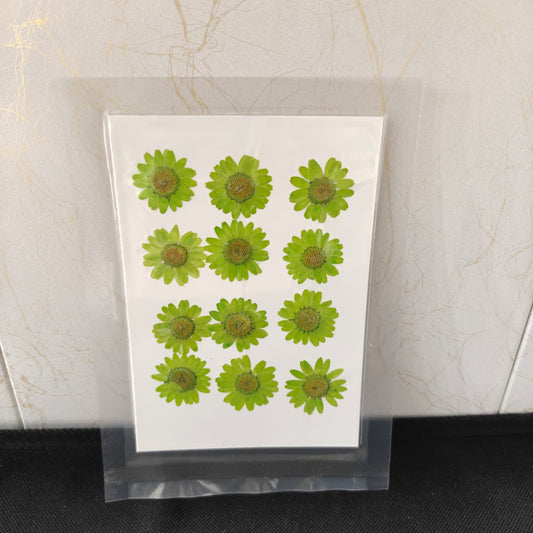 Pressed Flower _11