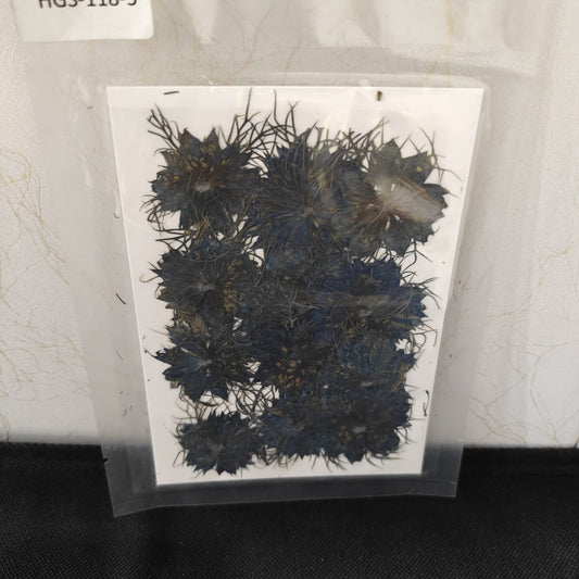 Pressed Flower _07