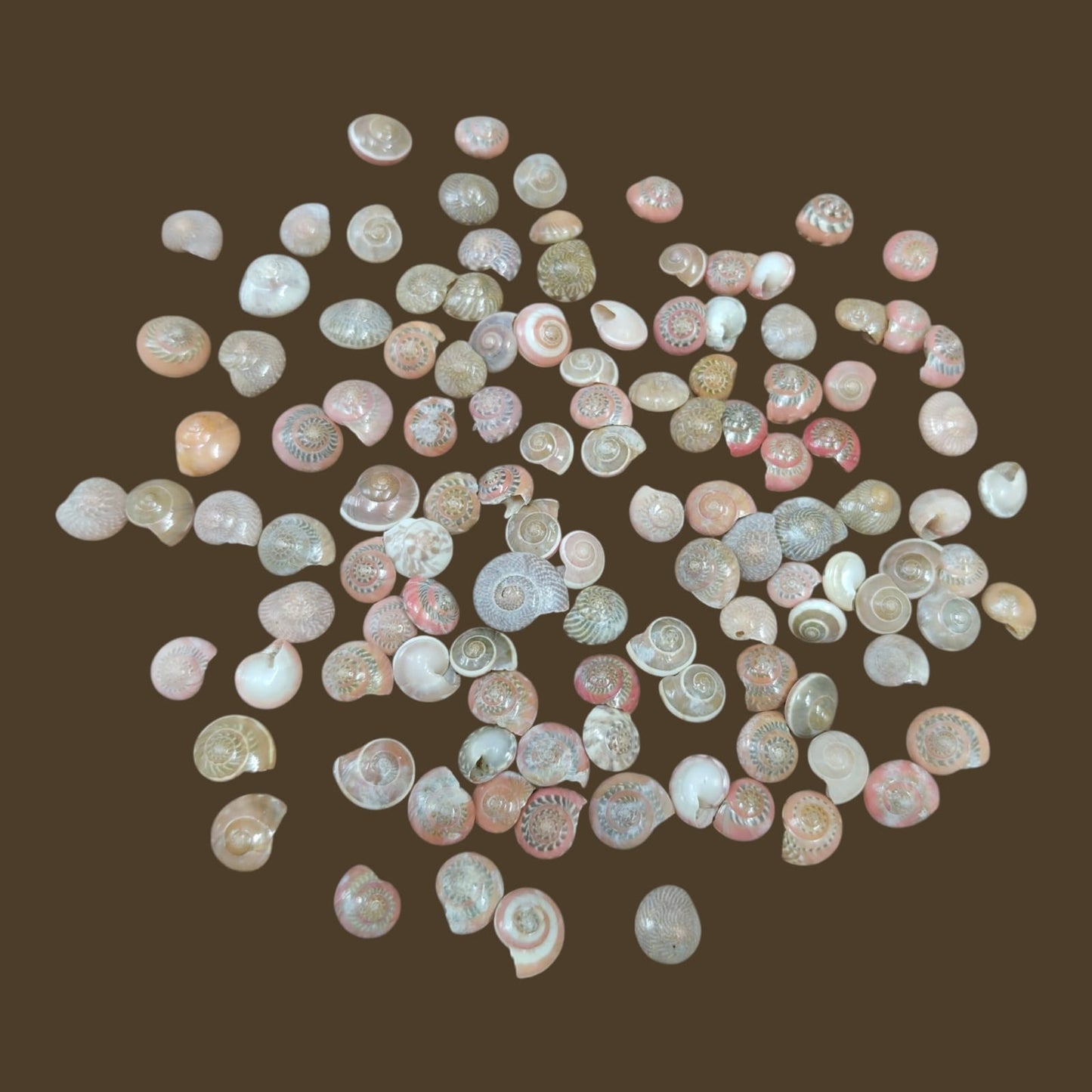 Sea Shell - 16