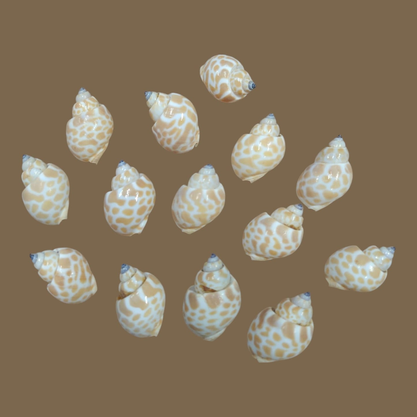 Sea Shell - 18