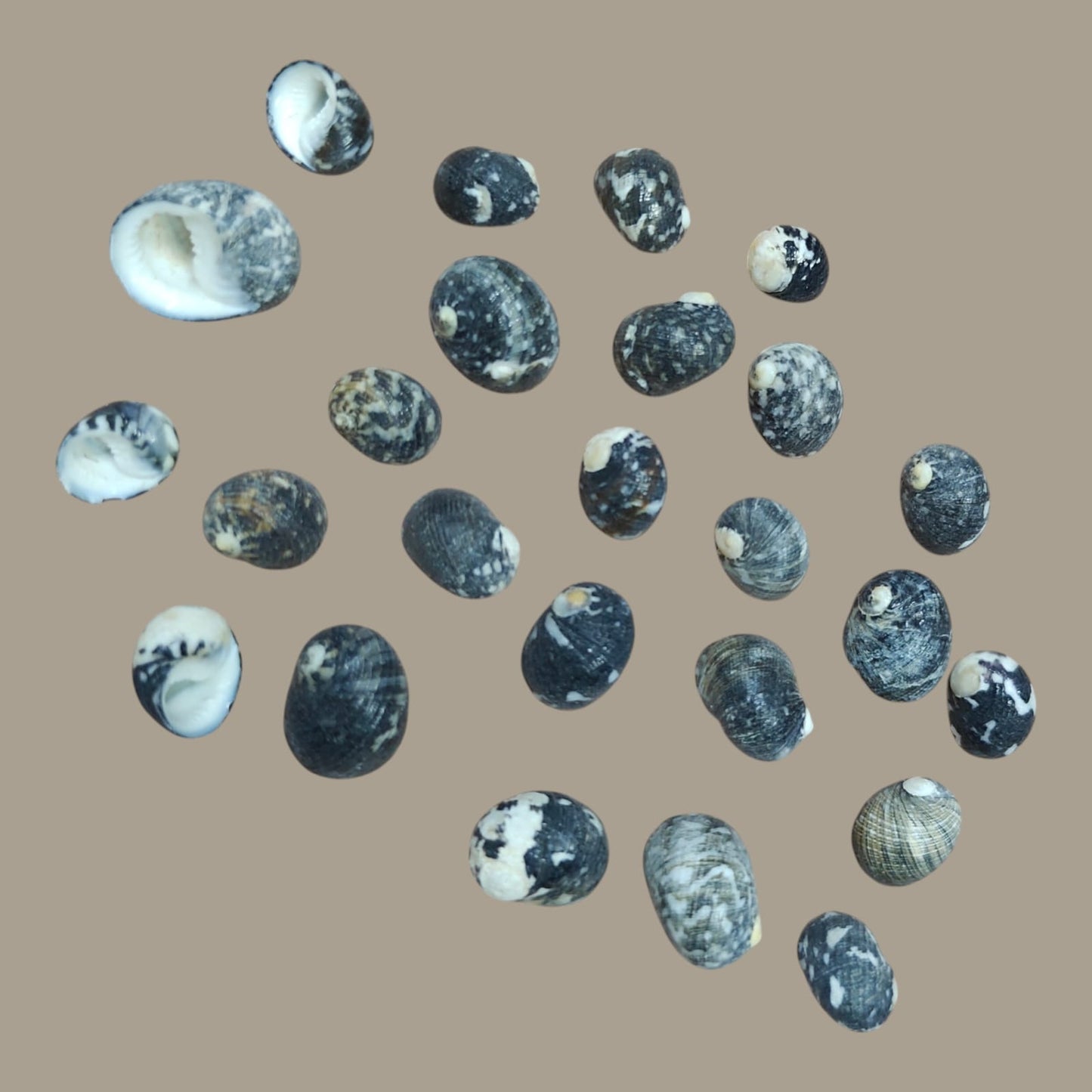 Sea Shell - 17