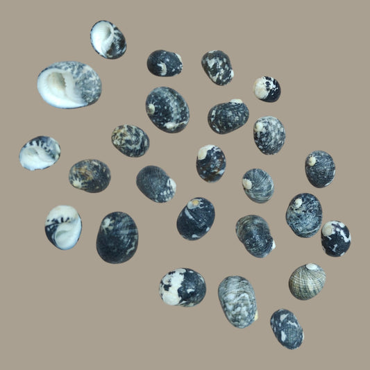 Sea Shell - 17