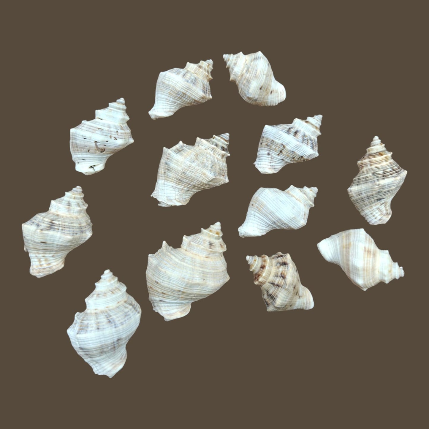Sea Shell - 22