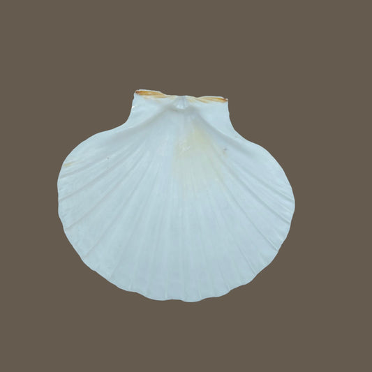 White Sea shell