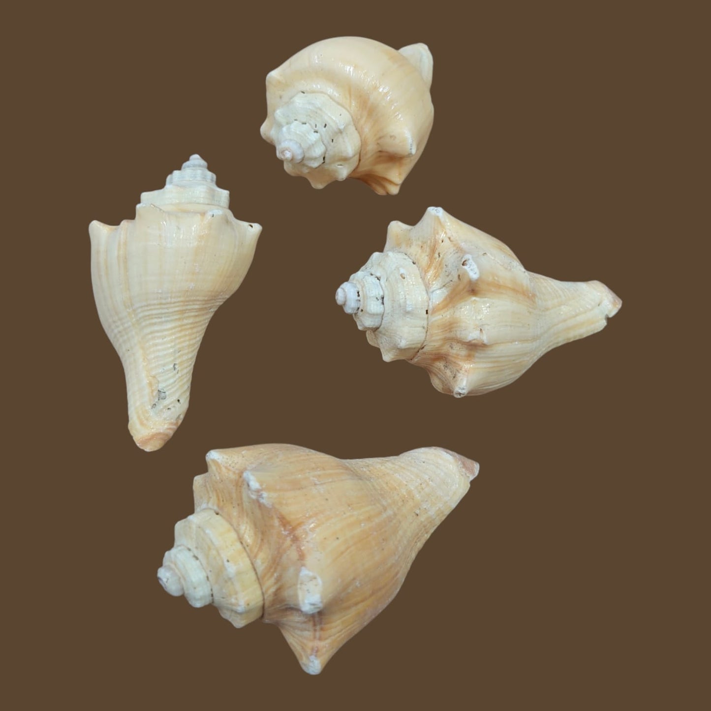 Sea Shell - 21