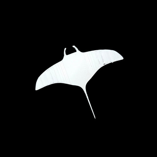 Manta Ray Fish