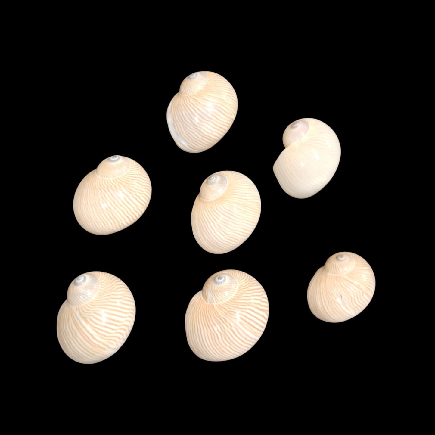 Sea Shell - 37