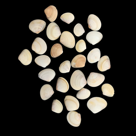 Sea Shell - 34