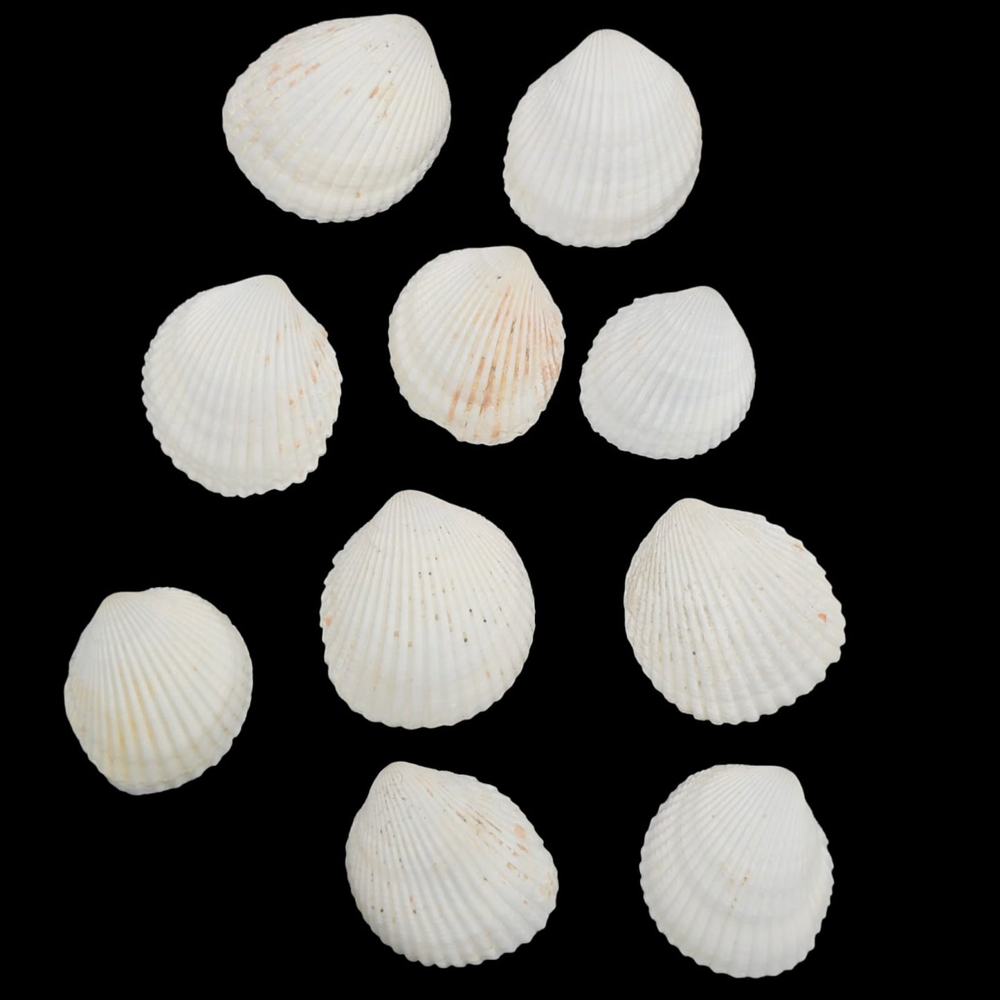 Sea Shell - 32