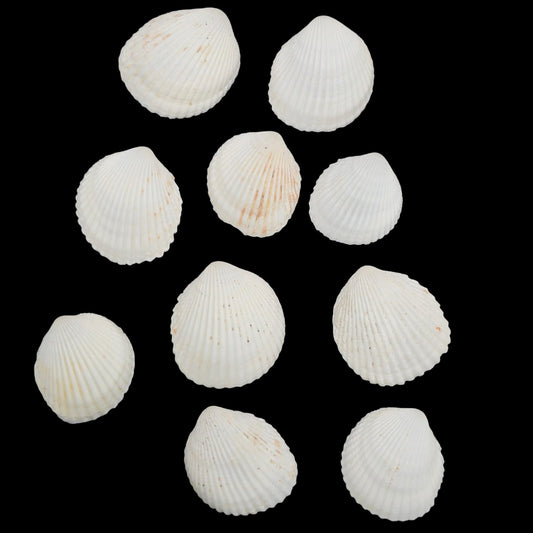 Sea Shell - 32