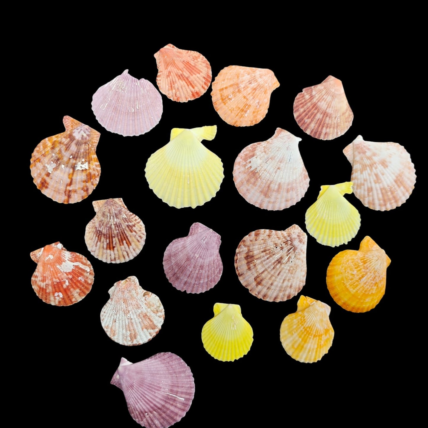Sea Shell - 29