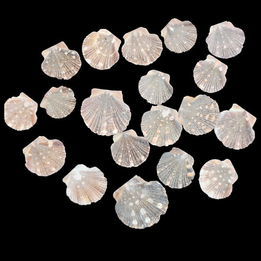 Sea Shell - 10