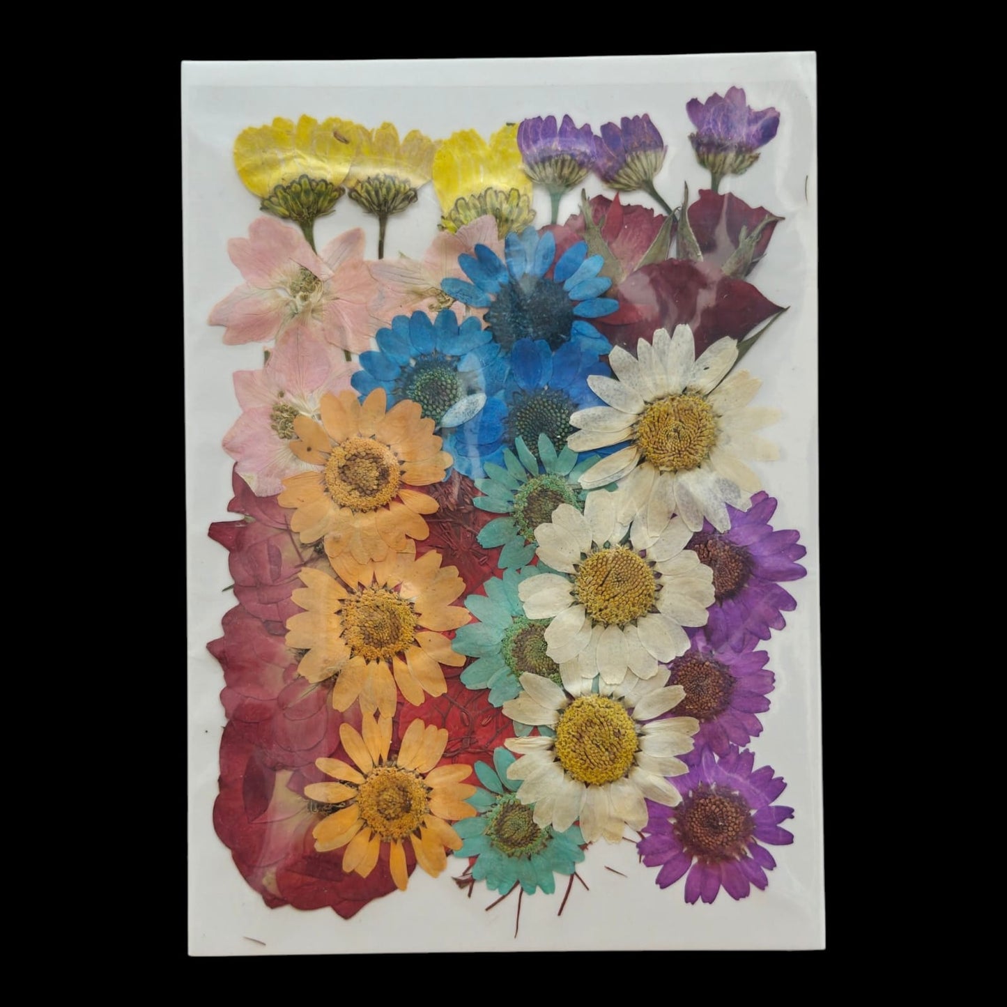 Pressed Flower _03