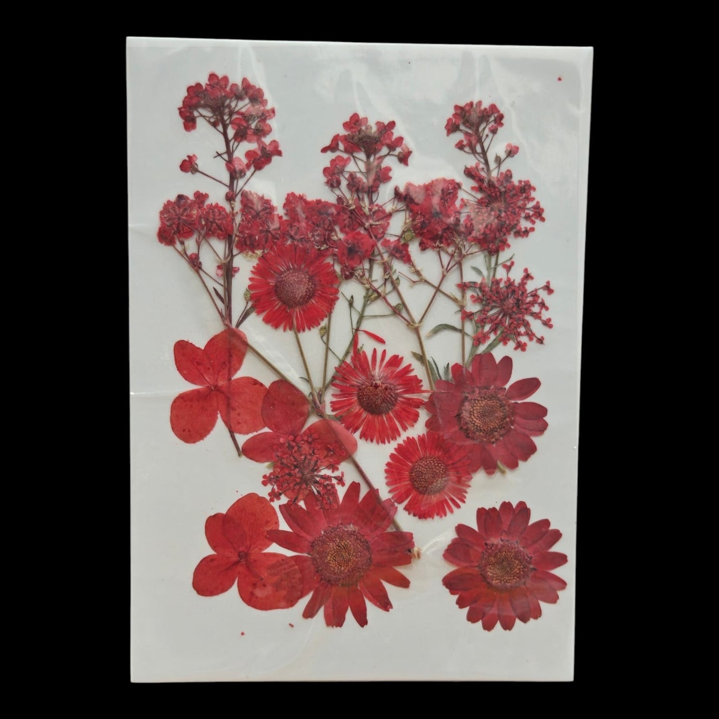Pressed Flower _19