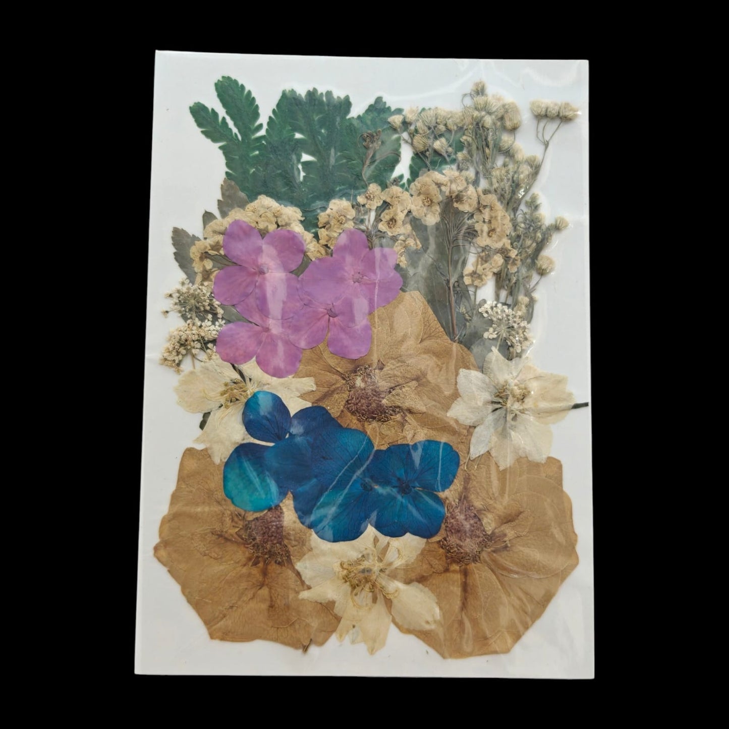 Pressed Flower _21