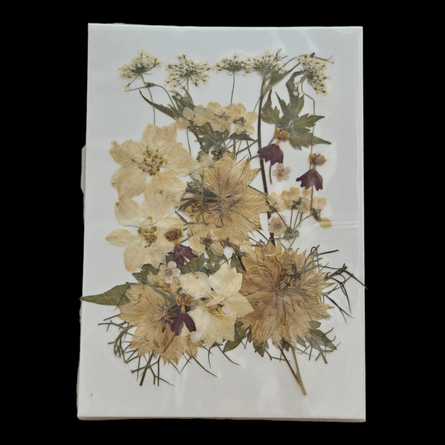 Pressed Flower _39