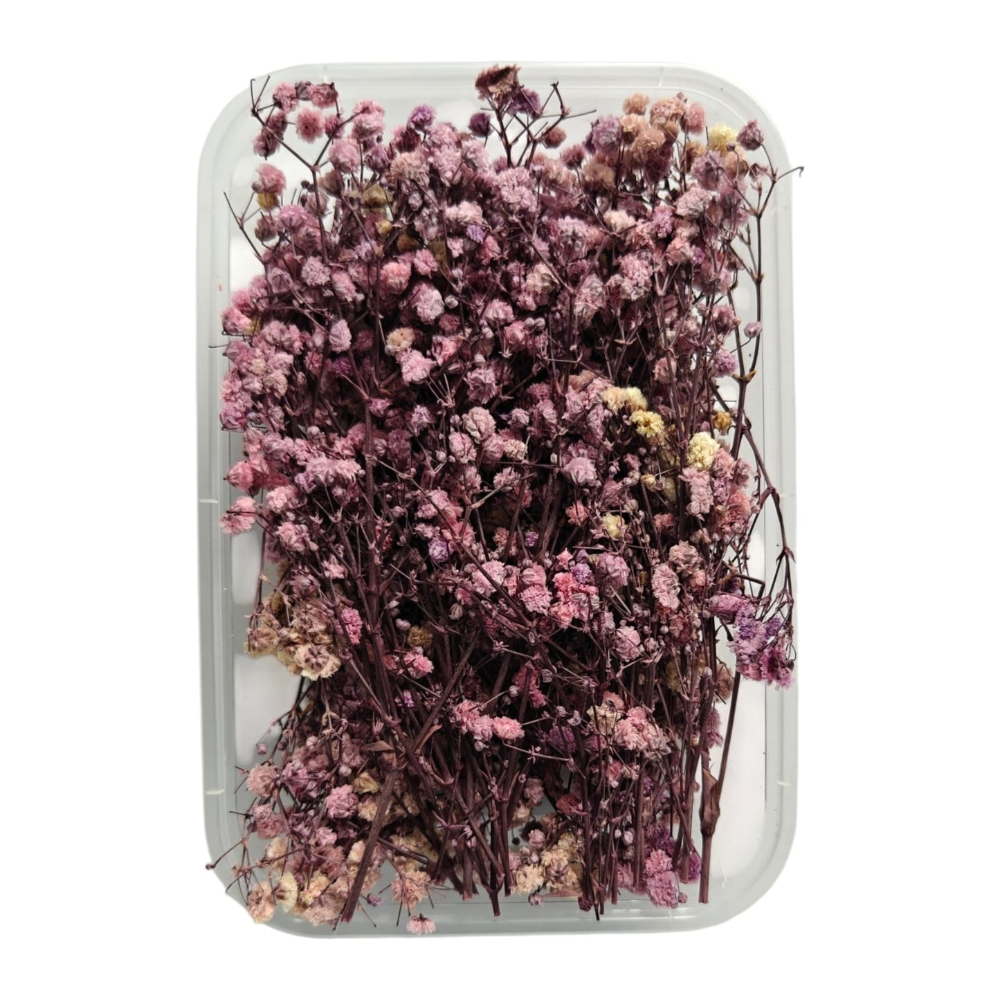 Baby Breath-02