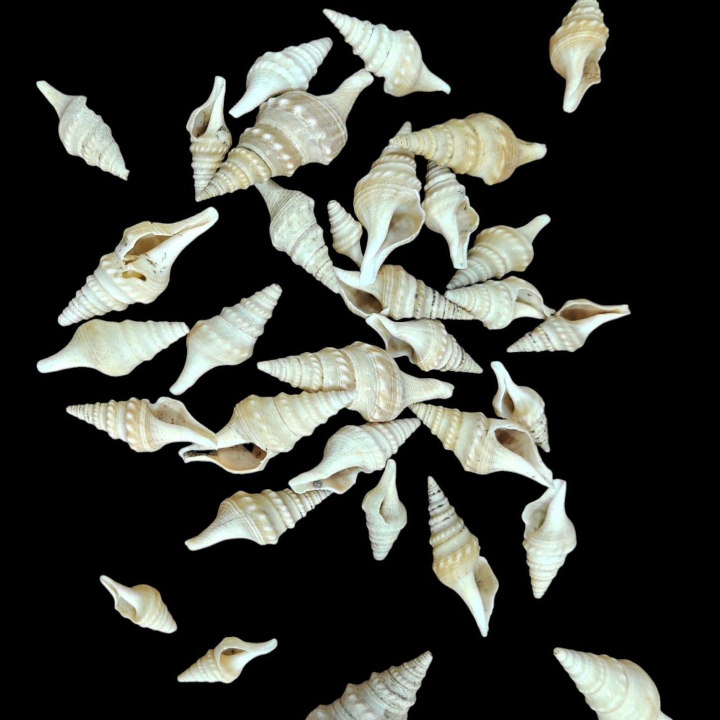 Sea Shell - 39