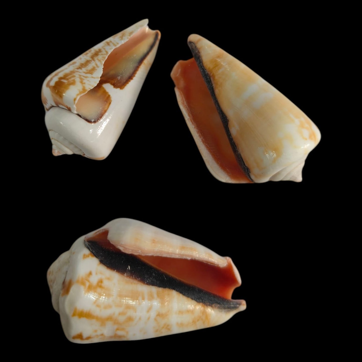 Sea Shell - 42