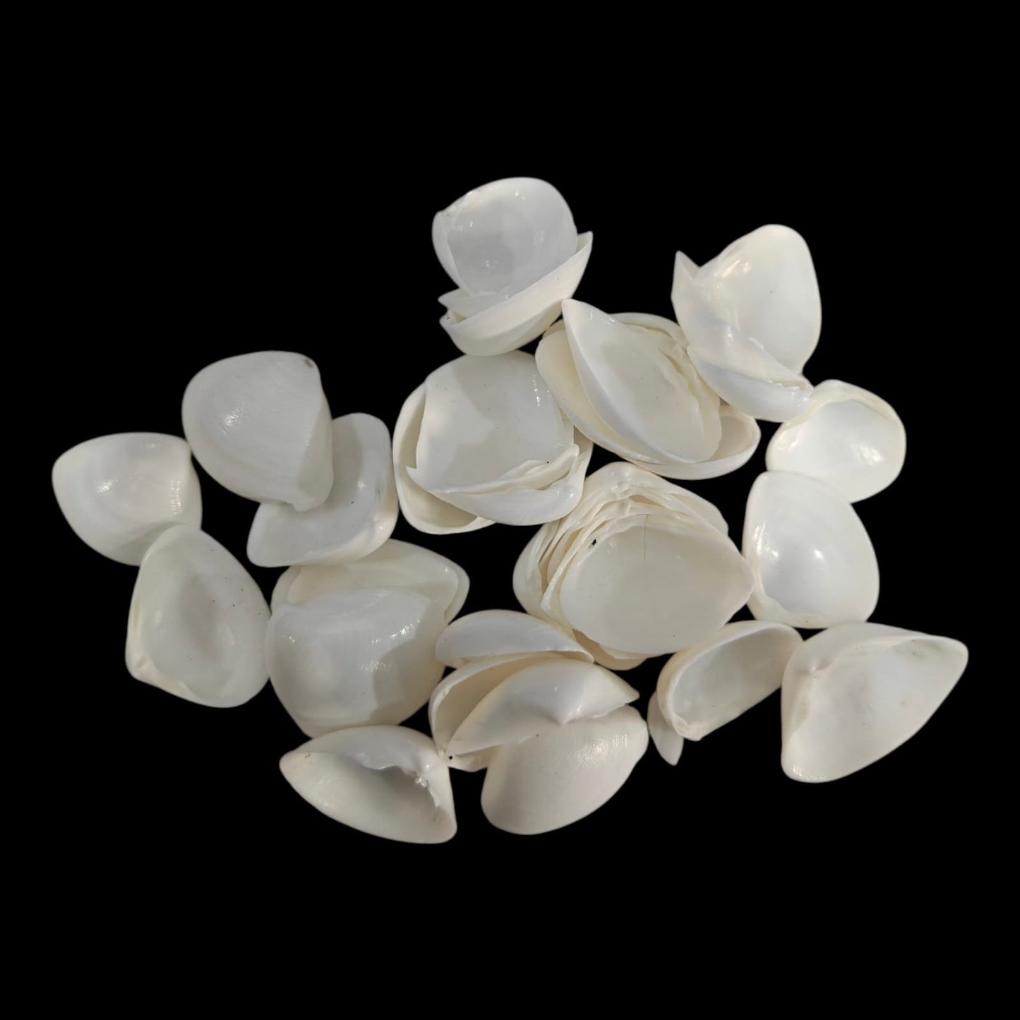 Sea Shell - 44