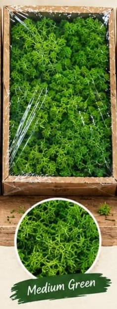 Moss grass - Medium Green