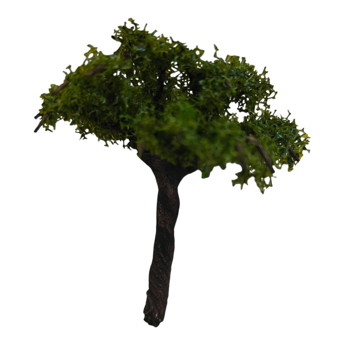 Big Tree_13