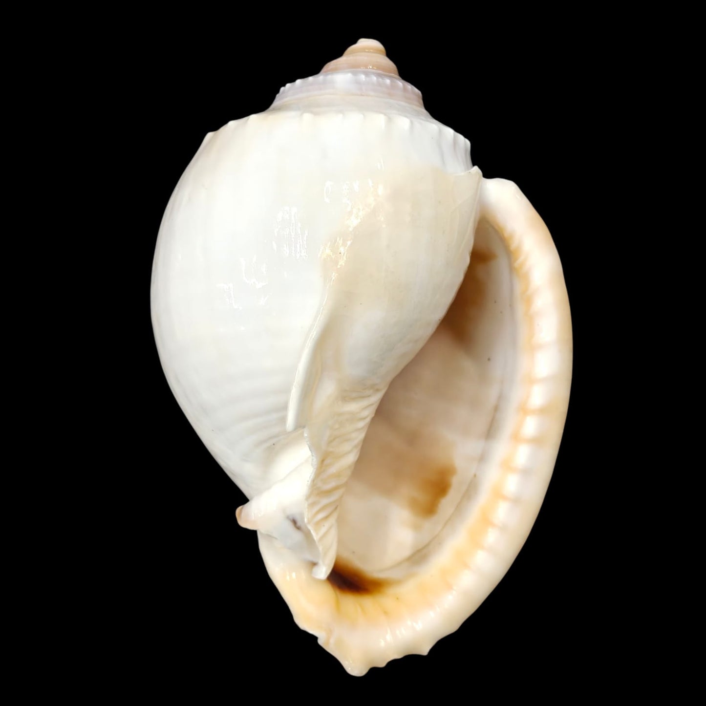 Sea Shell - 26