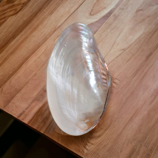 Mother Pearl White Sea Shell - ( Collector )