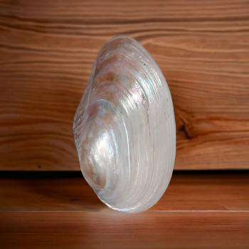 Mother Pearl White Sea Shell - ( Collector )