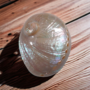 White Abalone Shell