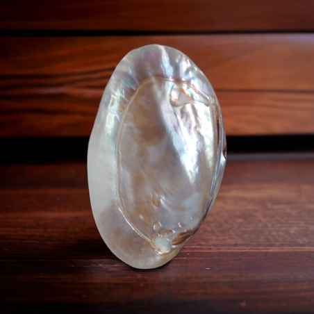 Mother Pearl White Sea Shell