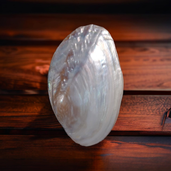 Mother Pearl White Sea Shell