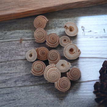 Vishnu Chakra Sea Shell