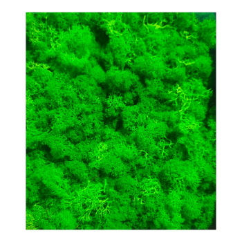 Reindeer moss grass - Light Green