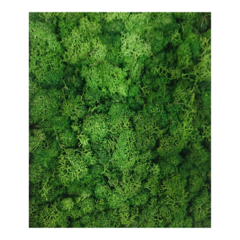 Reindeer moss grass - Forest Green