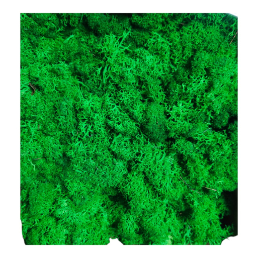 Reindeer moss grass - Dark Green