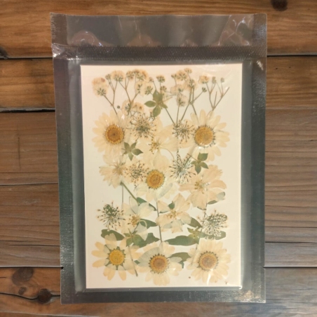 Pressed Flower _01