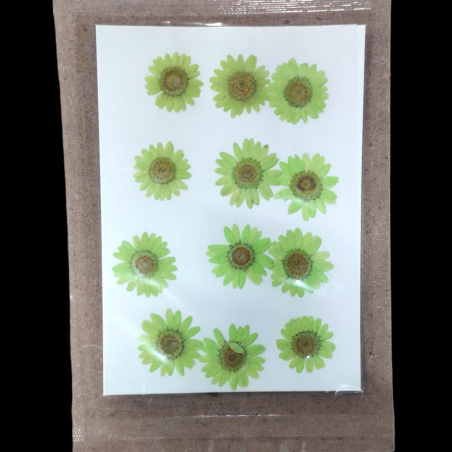 Pressed Flower _11