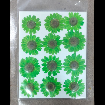 Pressed Flower _14